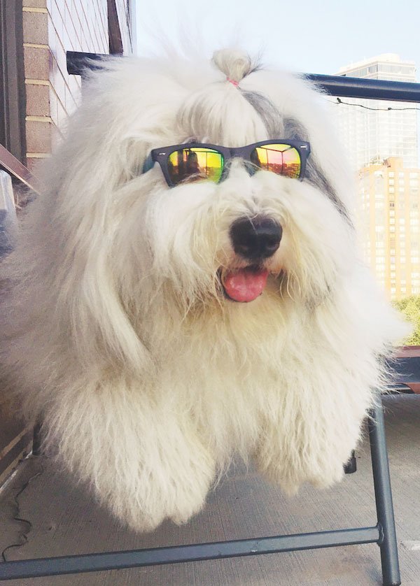 Rocco the store old english sheepdog